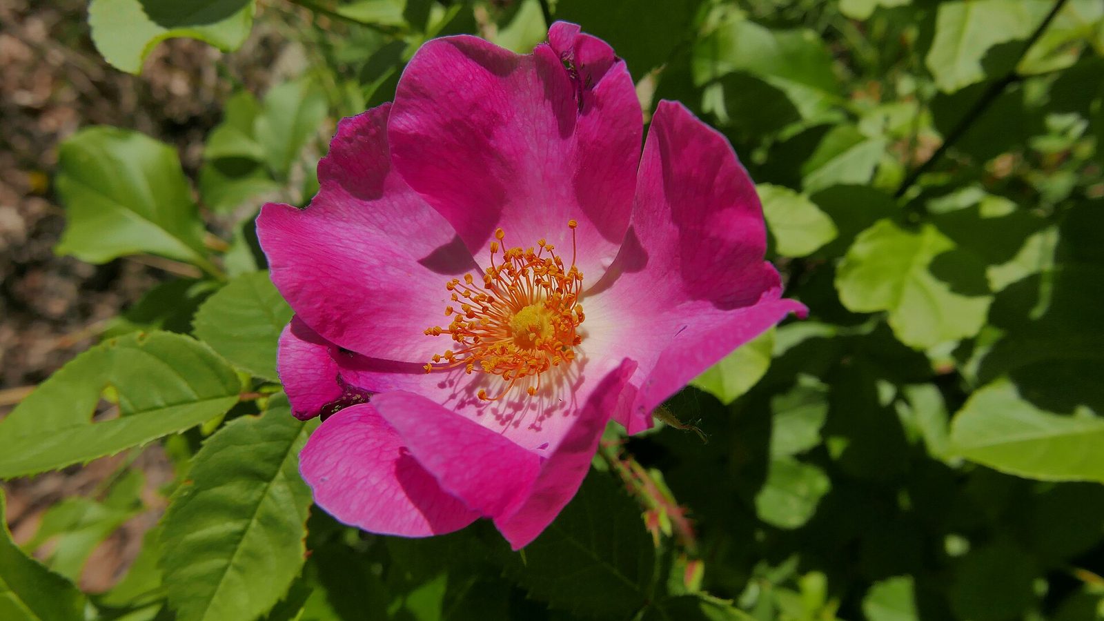 Fleur de rose de Provins (Rosa gallica) en pleine floraison